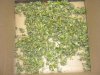 post harvest 1 day 005.jpg