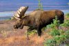 YukonMoose-Raycroft-e1314734183206.jpg