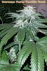 BFVanillaKush2012-41days.JPG(2).jpg