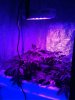 7 ladies under my IR 90W UFO .jpg