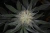 Qush_Q4_Day35_topflower.jpg