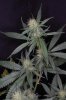 DairyQueen_DQ4_Day35_sideflower.jpg