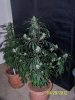 Grow 3 t 006.jpg