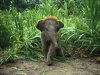 baby-elephant.jpg