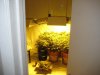 Grow Room 006.jpg