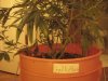 Grow Room 021.jpg