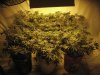 Grow Room 031.jpg