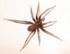 772px-Spider-2007-10-09.png