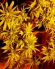 chrystal 4 weeks flowering 012.jpg