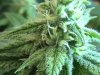 PIC_0057.JPG