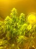 pineapple @day26.jpg