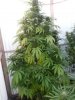 Platinum GSC from seed flowers pheno 1 plant.jpg