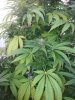 Platinum GSC from seed flowers pheno 1.jpg