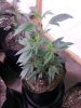 Platinum GSC small plant.jpg