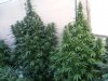 Thin Mint GSC flower twin tower plants.jpg