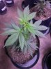 Thin Mint GSC small plant.jpg