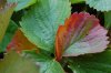 20120922_ColorfulStawberry.jpg