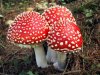 amanita_muscaria_red-512x384.jpg