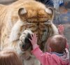 epic-high-five-baby-tiger.jpg