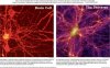brain-cell-and-the-universe-1.jpg