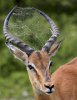 Nature.+This+impala+from+the+Kruger+National+Park+in+South_f0cb3b_4121079.jpg
