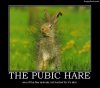 The_Pubic_Hare_zpsc71630fc.jpg