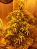 Sour Flower Week 8.jpg