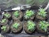 Top View Veg Room.jpg