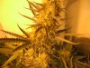 10-1-12 flower room white widow.jpg