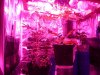 led 02.jpg