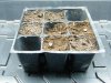 germinated seeds in stasrter pot.jpg