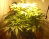 day33-Flowerday-05_02.jpg