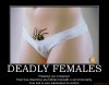 deadly-females-deadly-females-spiders-demotivational-poster-1256029291.jpg