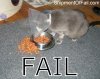 cat-food-fail_zps30efdb4a.jpg