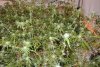 week 6 (week 8) 010.jpg