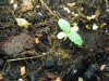 seedlings 003.jpg