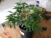 MT_seeds trimed 009.jpg