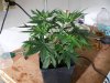 MT_seeds trimed 014.jpg