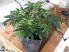 MT_seeds trimed 020.jpg