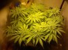 day40-Flowerday-12_01.jpg