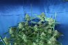 force og 059.jpg