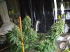 10-9-12 harvest acid 2.jpg