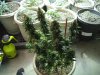 10-9-12 harvest acid.jpg