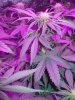 medical-marijuana-2nd-week-starting 025.jpg