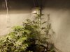 first grow 232.jpg