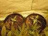 first grow 236.jpg