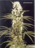 high times super silver haze0001.jpg