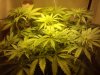 day44-Flowerday-16_01.jpg