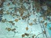 DSC02556.jpg