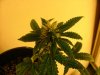 5 weeks027.jpg